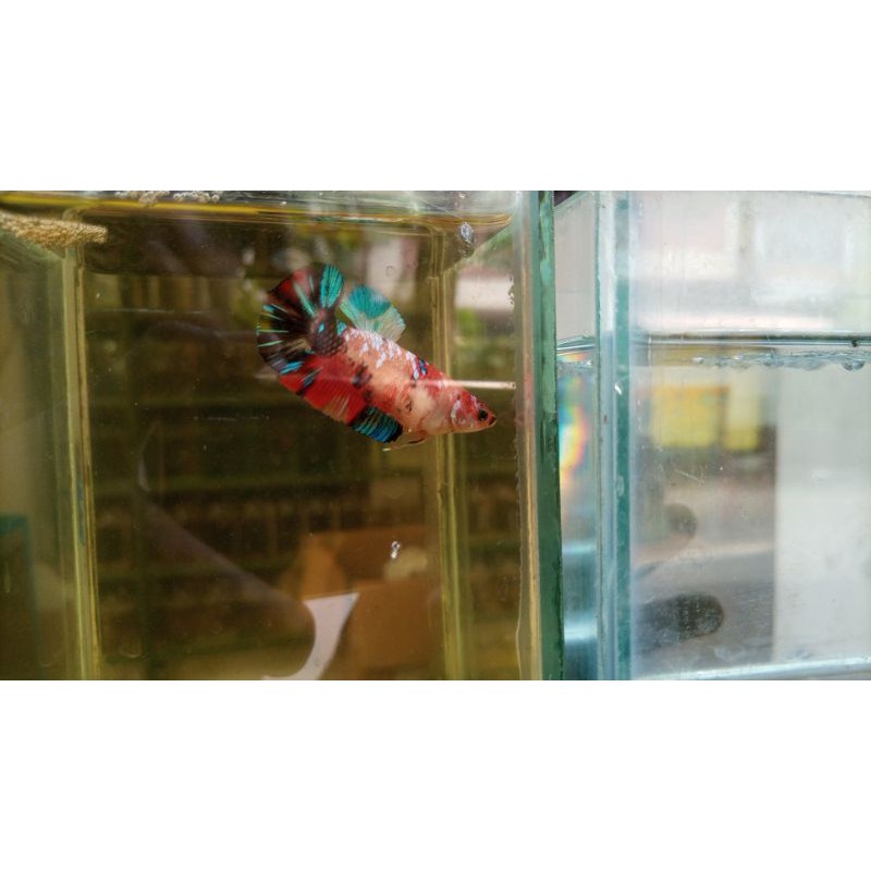 Nemo galaxy multi color (Female)