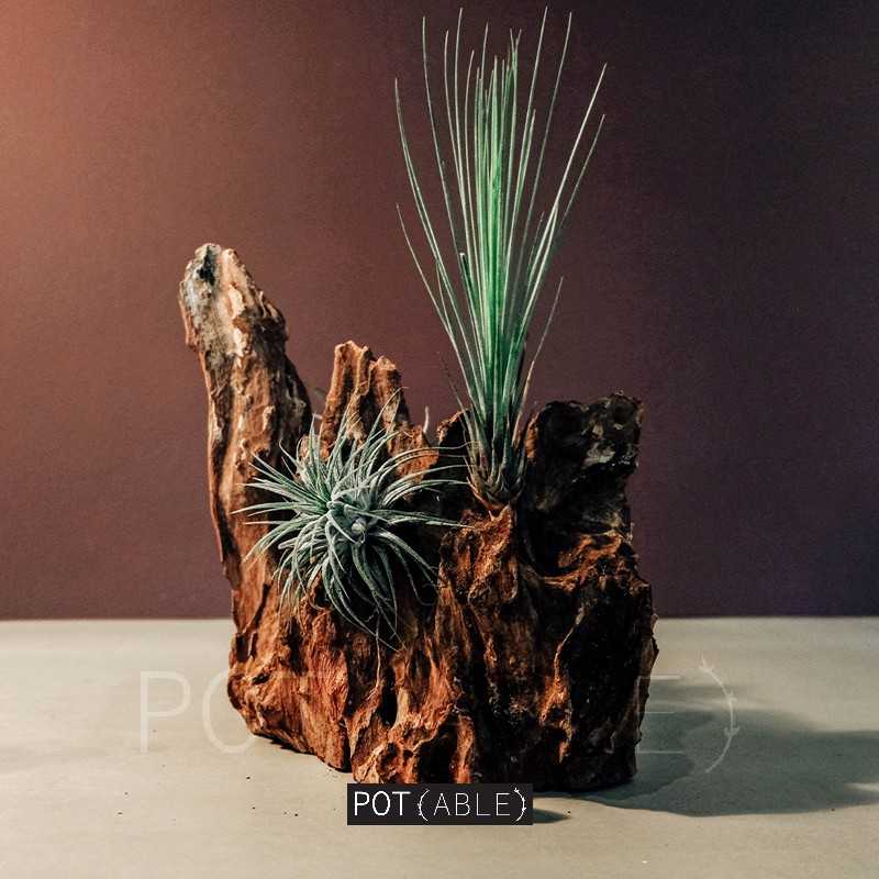 Display Tillandsia - Kayu akar gamal ukuran M / Tempat airplant / Pot Tillandsia