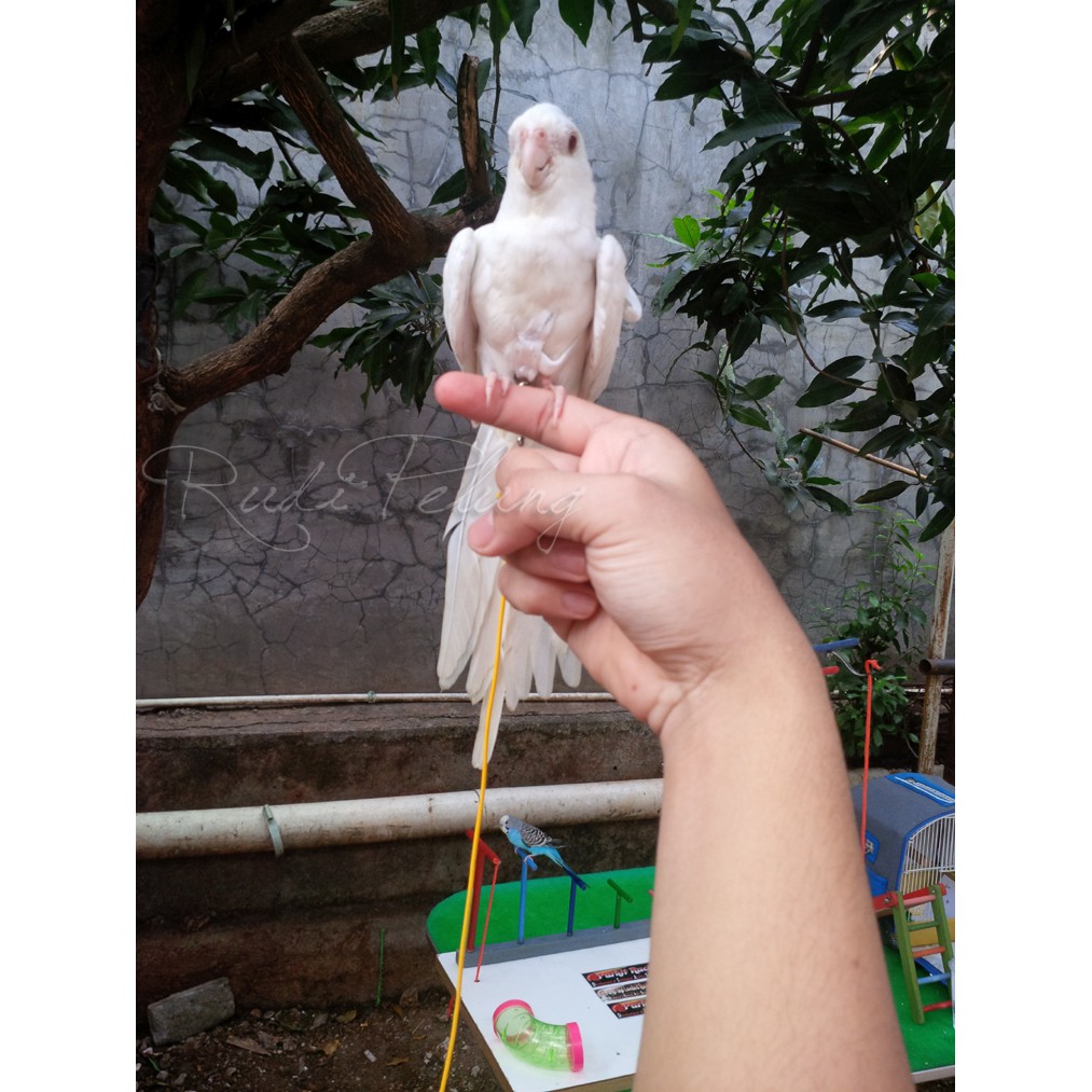 Harness S Parrot Jenis Cockatiel Love Bird Nuri Pelangi Ysc