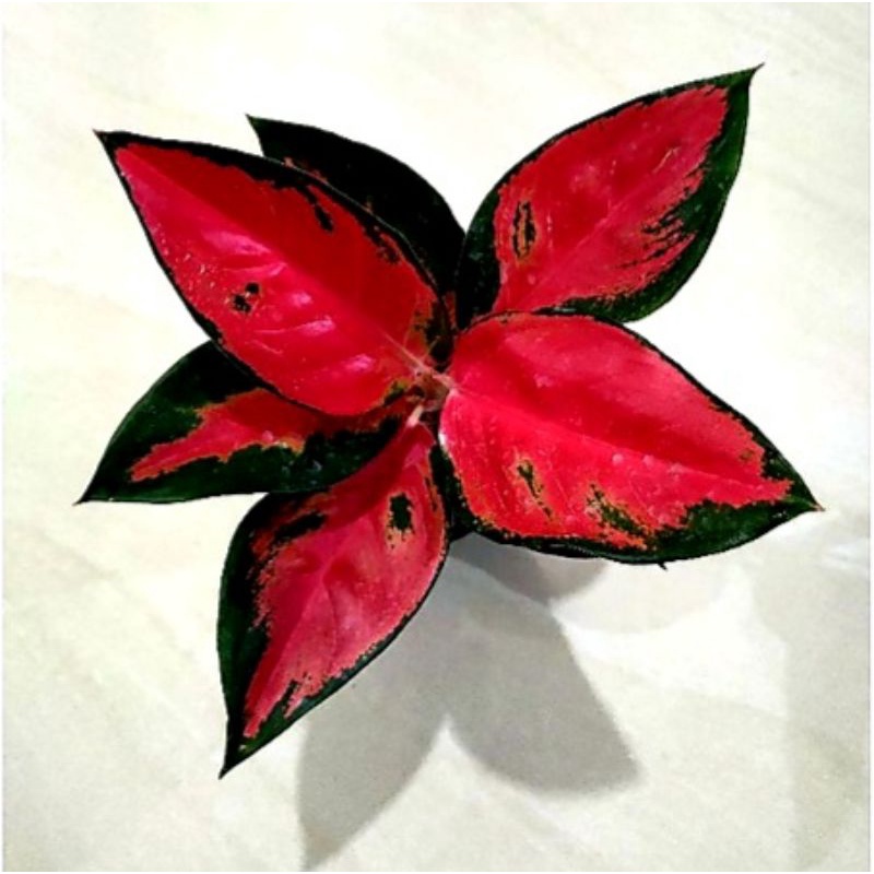 Tanaman hias aglonema suksom jaipong-aglaonema-tanaman hias hidup-tanaman bunga-tanaman hidup -aglao