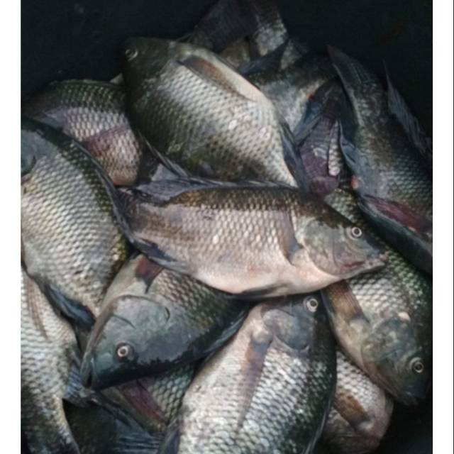 

Ikan mujair Fresh