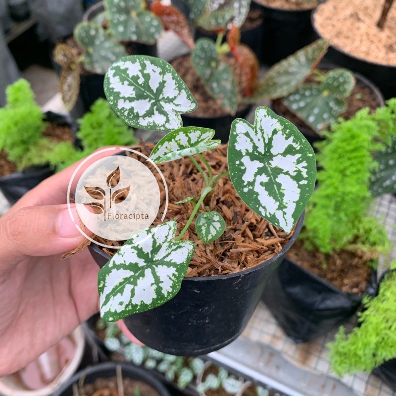 Keladi Mutiara Tanaman Keladi Mini Bibit Keladi Mutiara