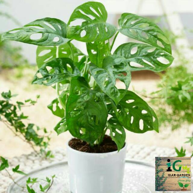 Philodendron Monstera Obliqua Philodendron Swiss Janda Bolong Shopee Indonesia