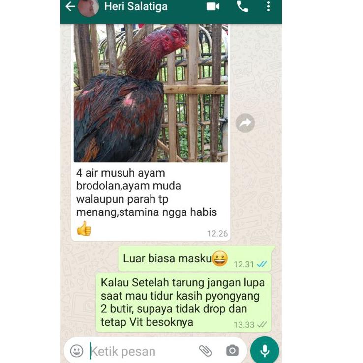 Paling Diminati.. Jamu Ayam Aduan Terbaik, Doping Ayam Aduan, Jamu Pyongyang