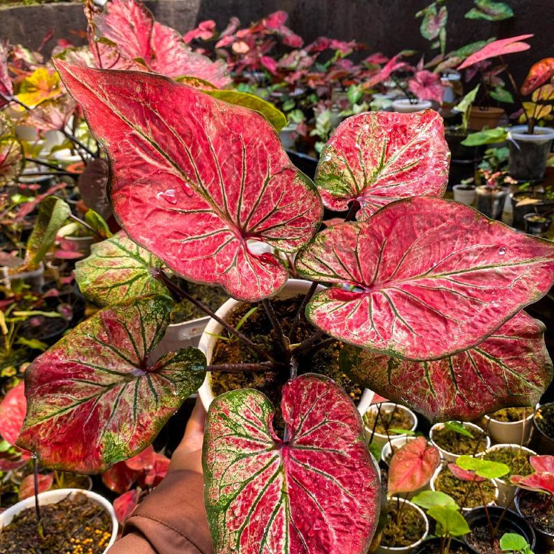 Caladium Hanoman Obong / Tanaman Hias Keladi Hanoman Obong size anakan