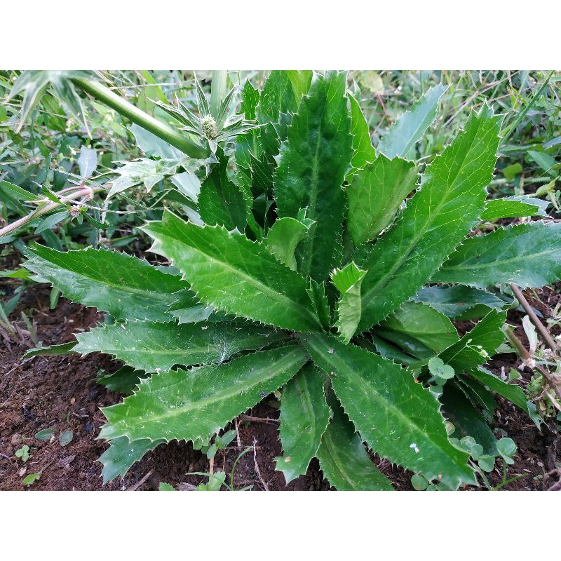 DAUN WALANG SANGIT SEGAR 1 KG / DAUN WALANG SANGIT