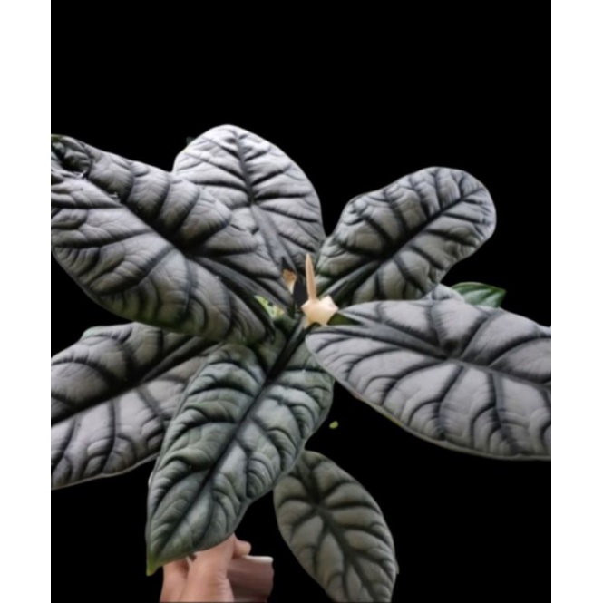 Tanaman hias alocasia silver dragon - keladi tengkorak silver - Alocasia Sarawak
