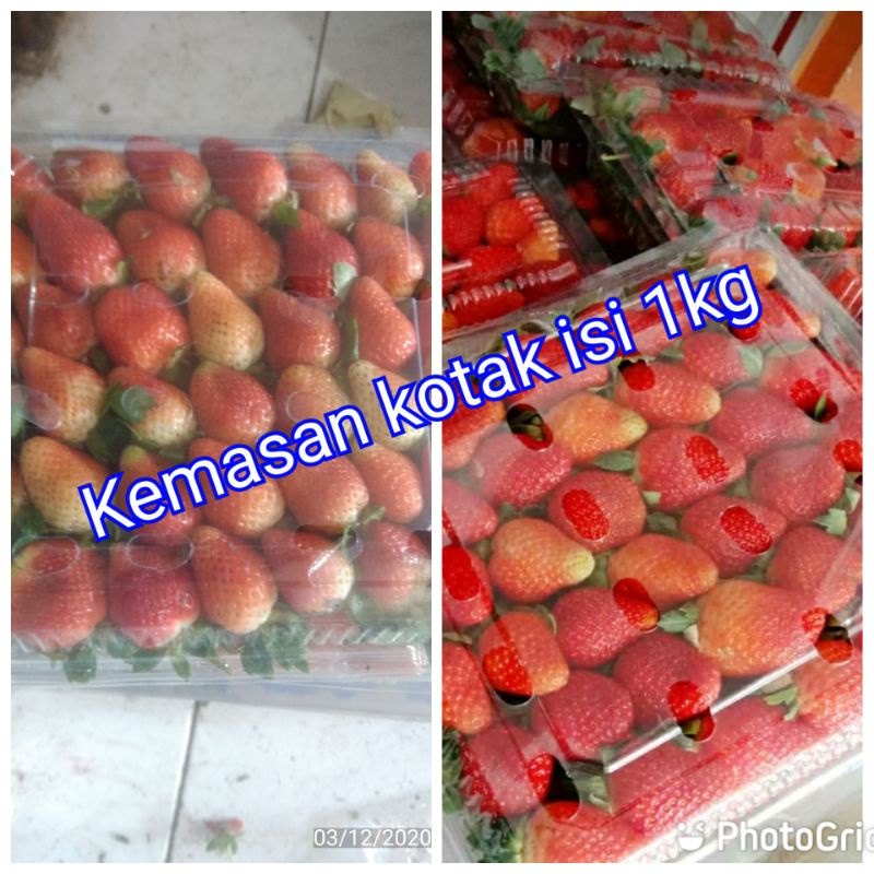 

satu mika strawberry fress isi 1 kg