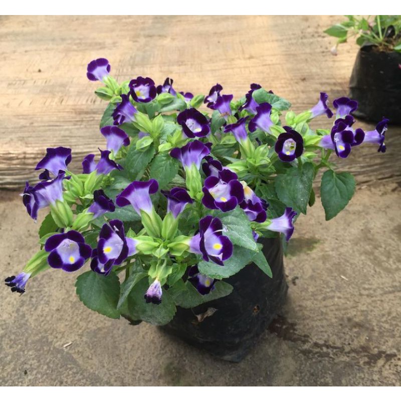 Torenia bunga ungu putih