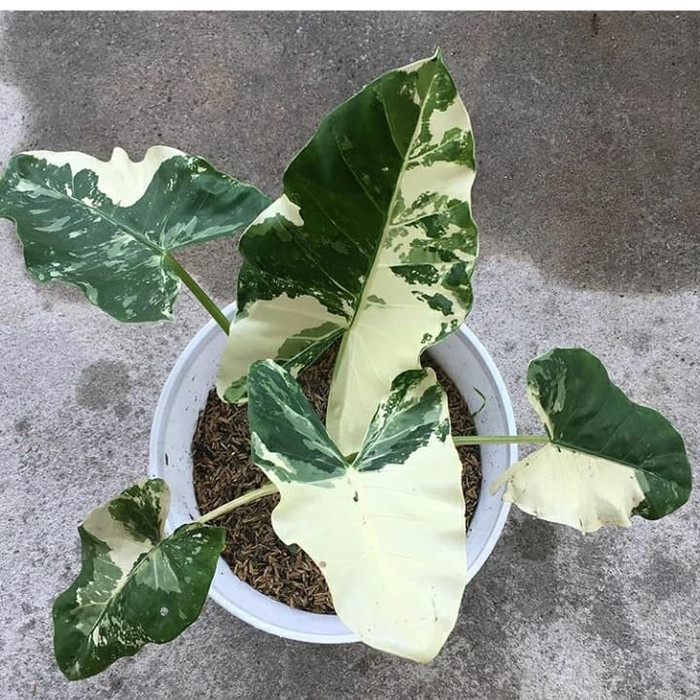 tanaman hias sente variegata/sente variegata