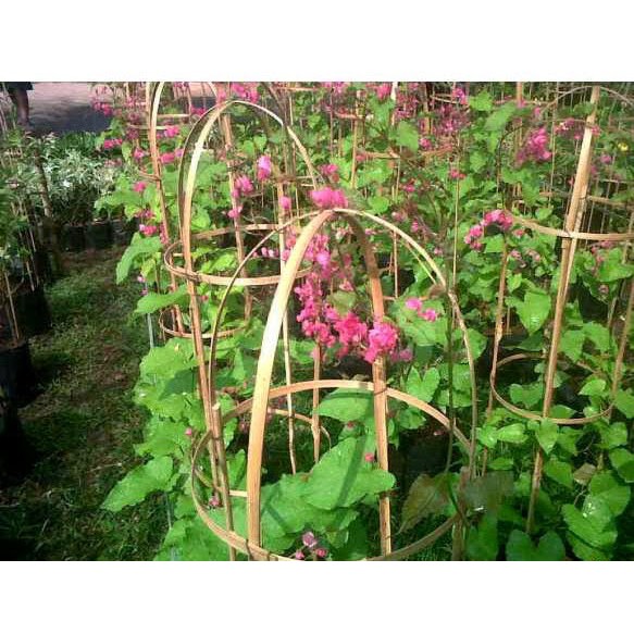 Tanaman Air Mata Pengantin pink