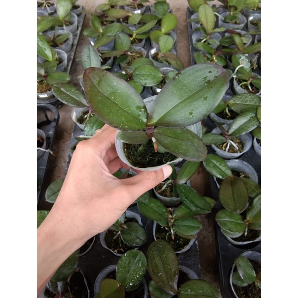 Bibit Anggrek Bulan remaja