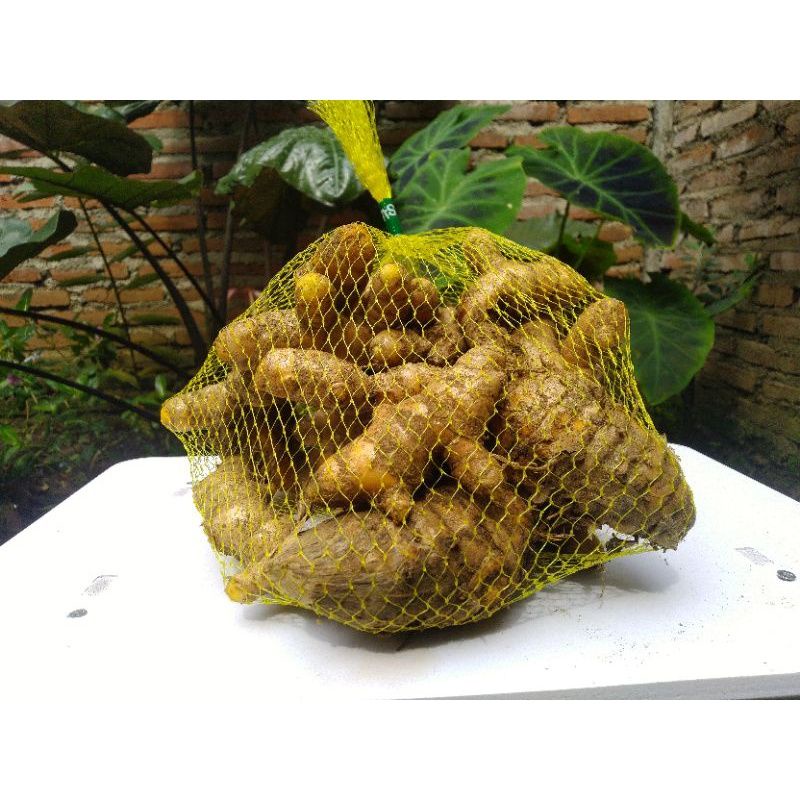 

temulawak segar original berat 250gr cheapest ginger weighs 250gr