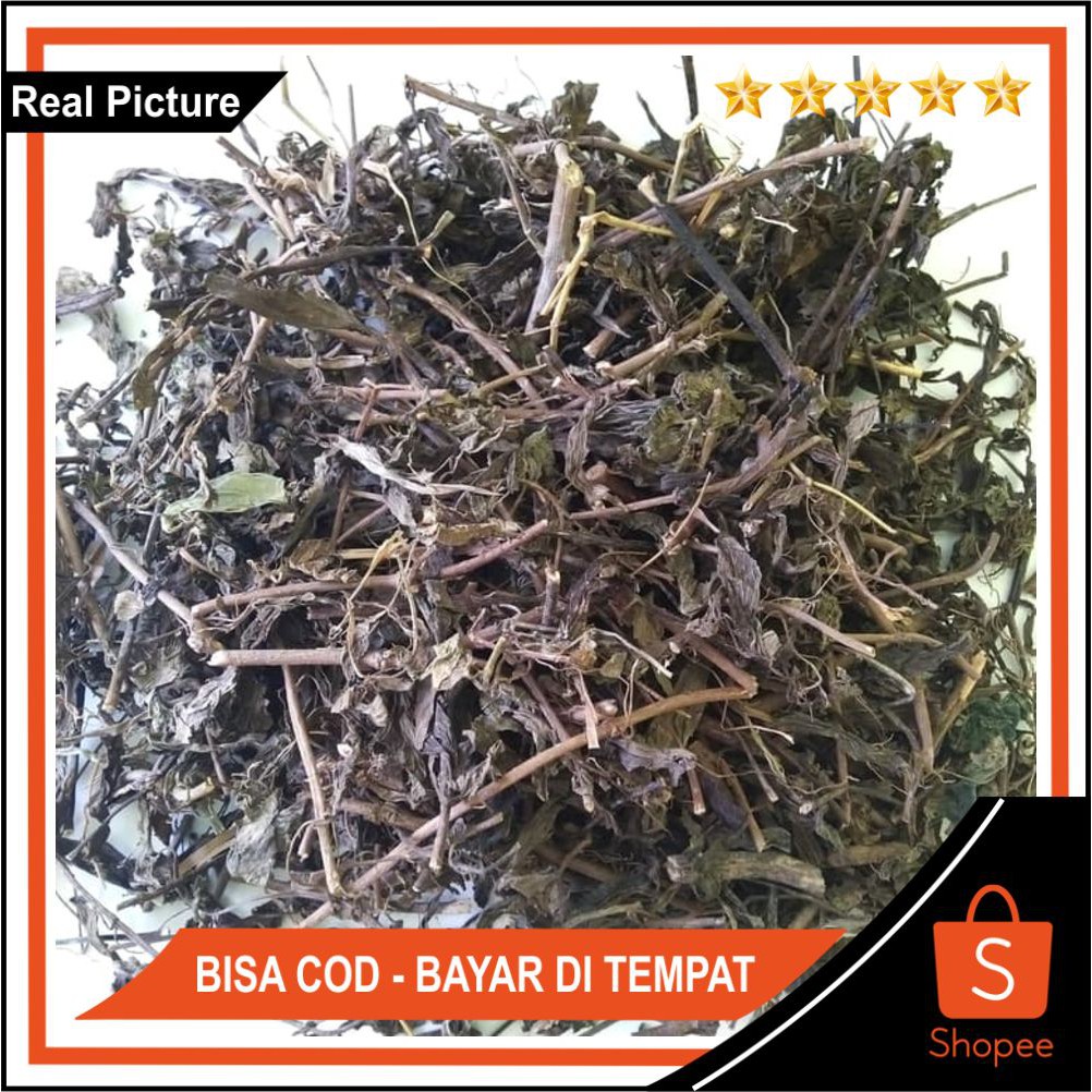 

Herbal Kumis Kucing Kering 1kg Asli Dan Murni
