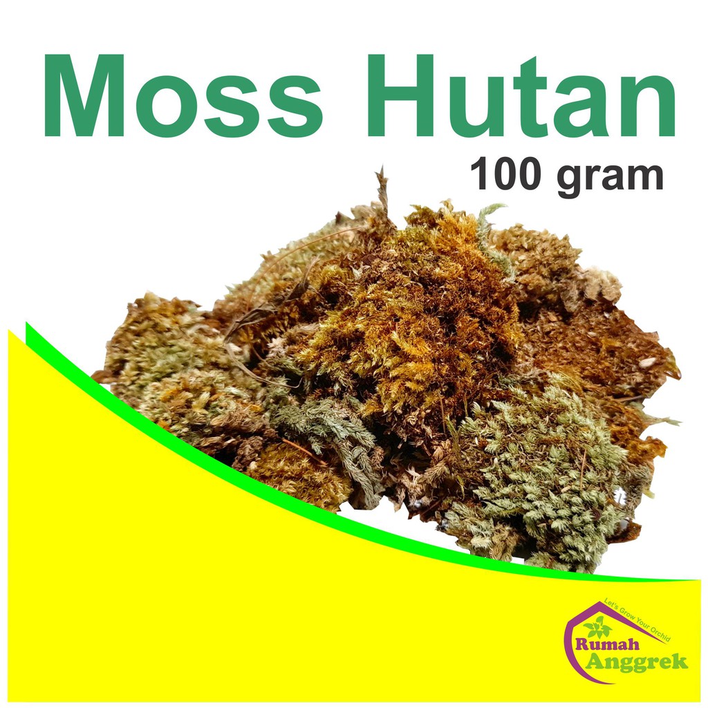 Media Tanam Moss Hutan 100 gram spagnum spaghnum sphagnum putih lumut hijau kering anggrek tanduk ru
