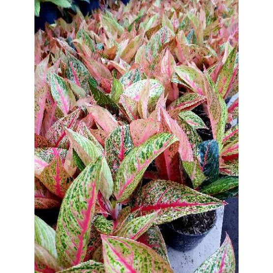Paling Laku [9.9]  [✅COD] Aglonema Red Legacy (Aglaonema Remaja) Legasi Merah Tulang Ikan Murah Impo