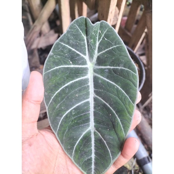 ALOCASIA BLACK VELVET_ KELADI TENGKORAK