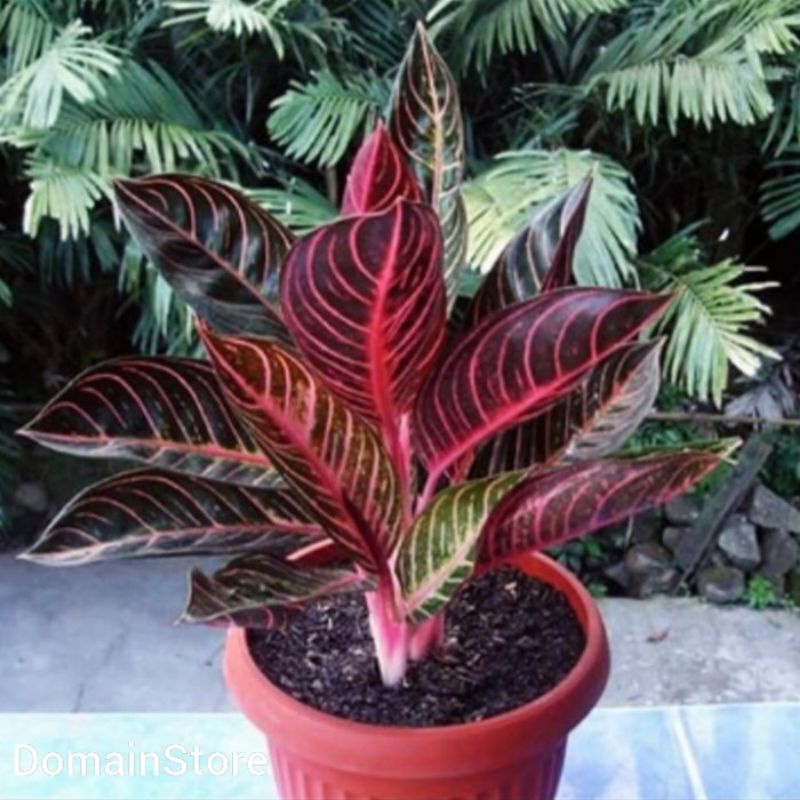 tanaman hias aglonema anakan red sumatra asli+pot penghias rumah dan rungan