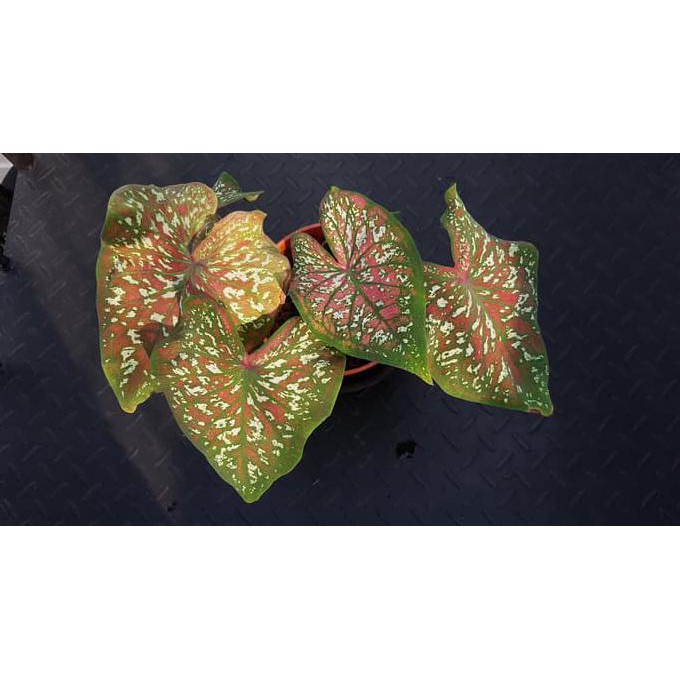 Limited Stock Keladi Hias Thailand Im Caladium 17 Shopee Indonesia