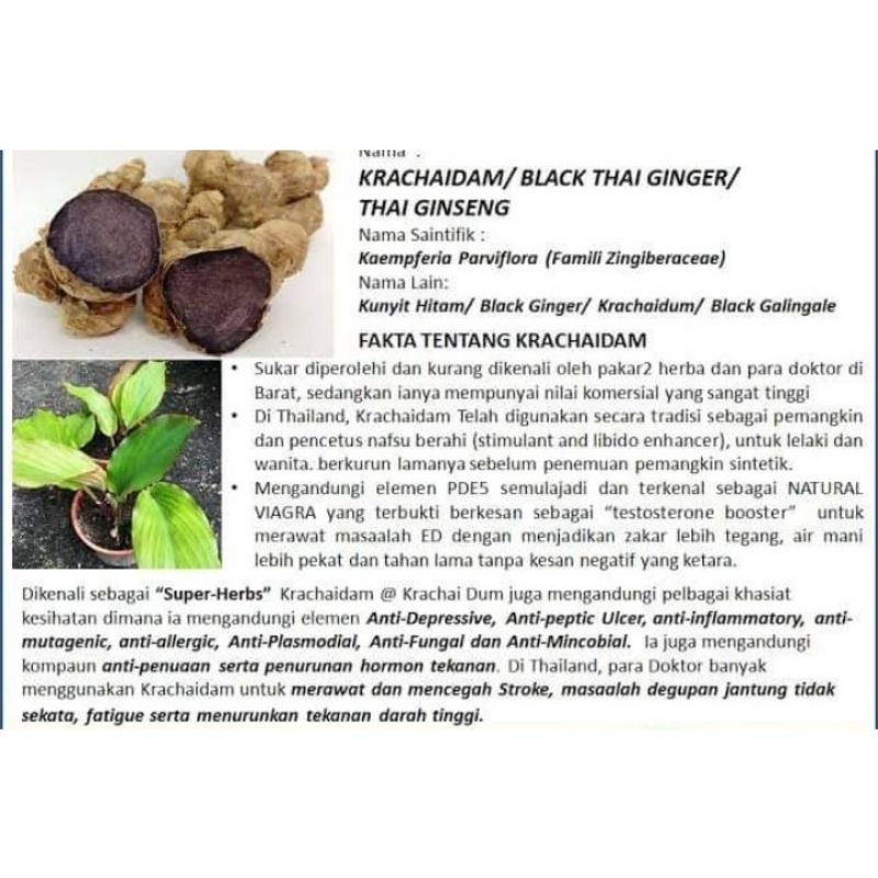 Bibit kunyit Hitam Asli