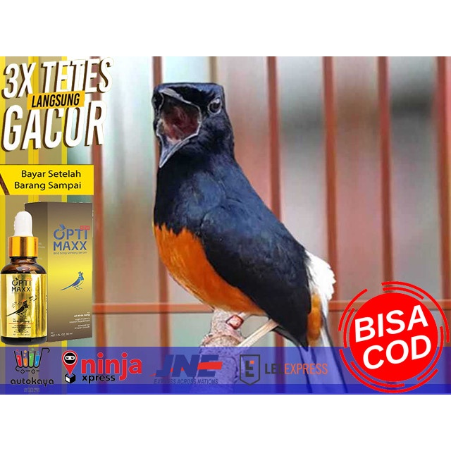 Vitamin Burung - Optimaxx Serum Vitamin Burung, Cucak Ijo, Burung Kenari, Burung Kacer