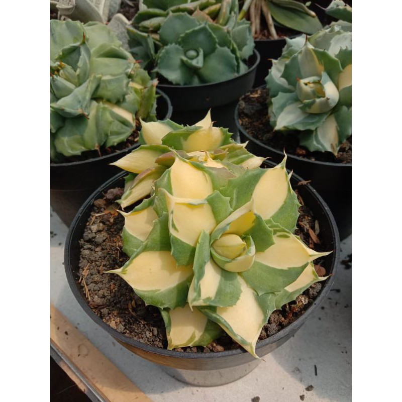 

agave