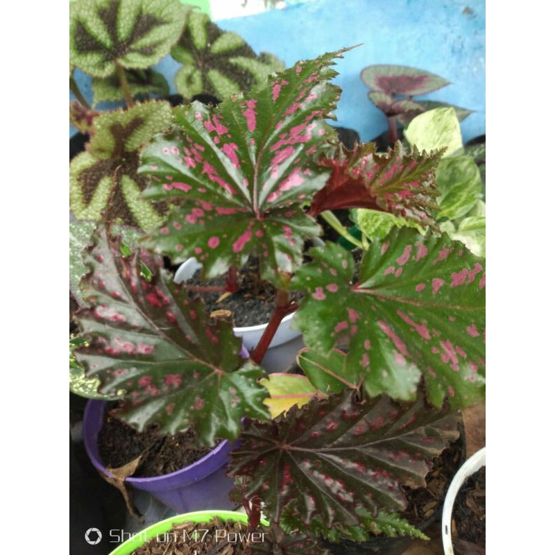 Begonia rex