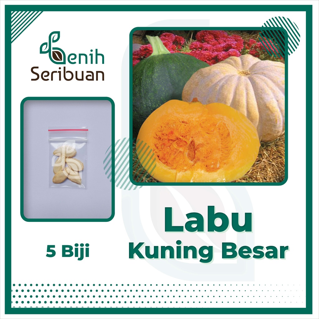 5 Benih Labu Kuning Besar Wuluhan Bibit Buah Waluh Manis Pumpkin Bintang Asia Super Tahan Virus