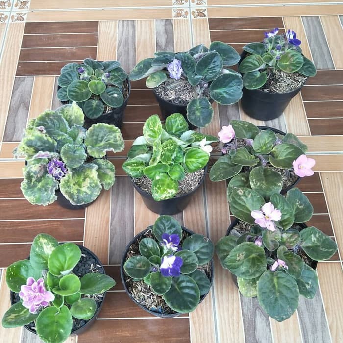 Paket 9 Tanaman Hias Indoor Murah African Violets Warna Bunga Random Shopee Indonesia