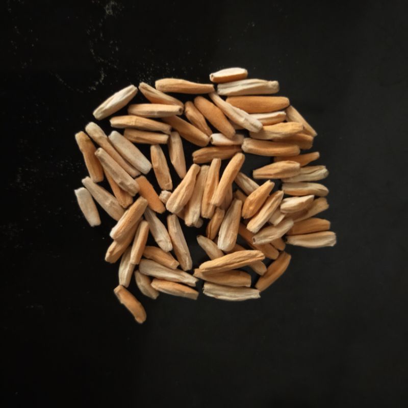 Seed/Biji WKL x KLT (adenium Arbaicum/Karakter)