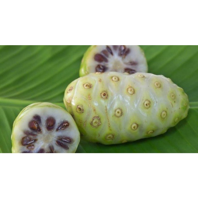 

Buah mengkudu / Buah pace segar 500g