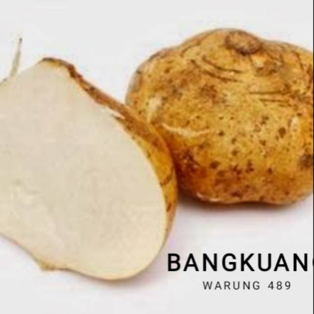 

Bangkuang Segar