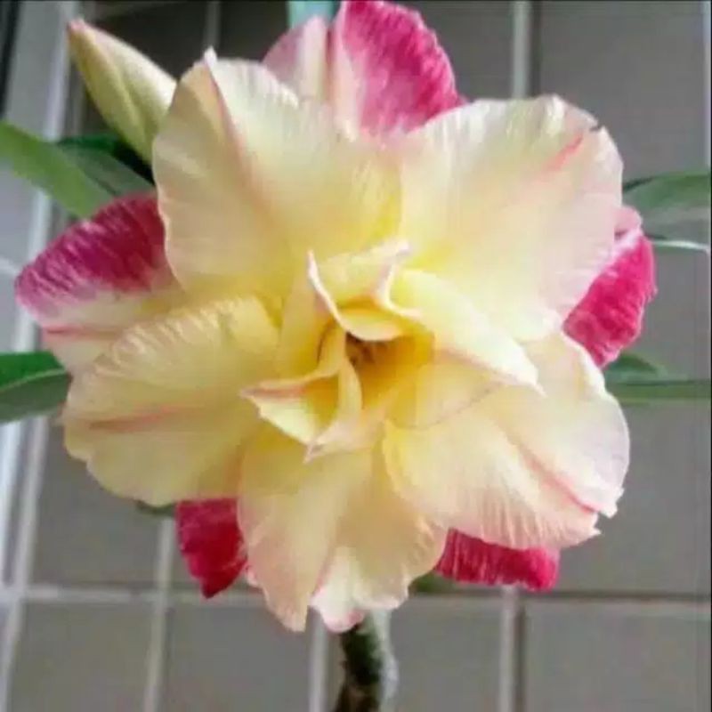 Bibit tanaman hias Adenium Kamboja somalense