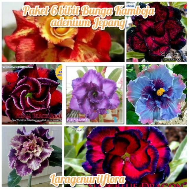

Promo!! bibit bunga Kamboja adenium Jepang paket 6