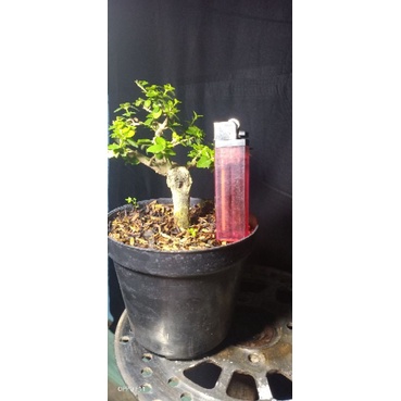 BONSAI SANCANG ORI SHITO