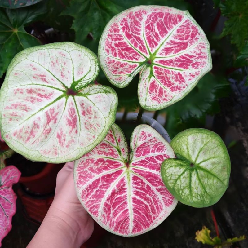 Caladium Big boss Tanaman Keladi Hias Murah Bibit Anakan Ratudaun Nursery
