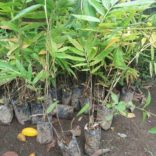 Jual 10 Bibit Pohon Bambu Besar Petung | Shopee Indonesia