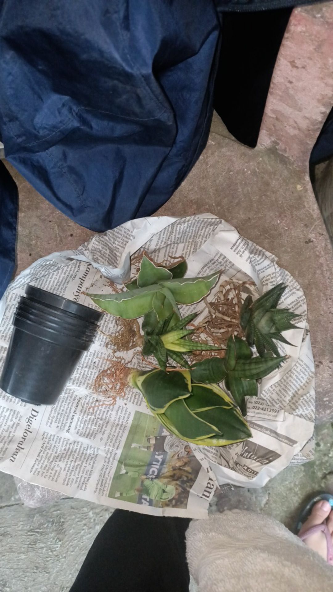 Sensipera Lavranus Pot8cm