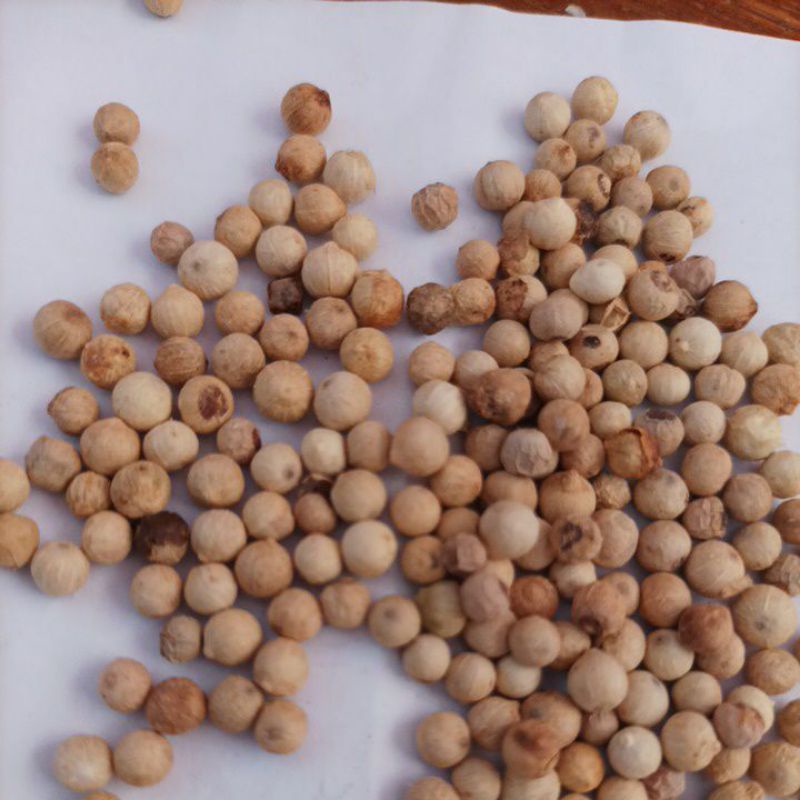 

biji merica putih 50 gram