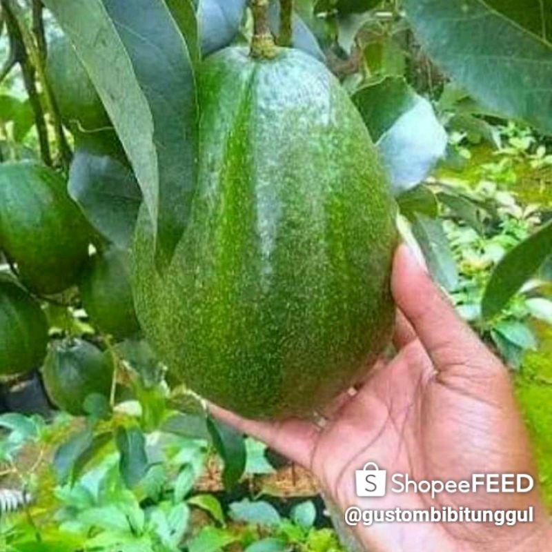 Bibit pohon apokat markus hasil okolasi/setek