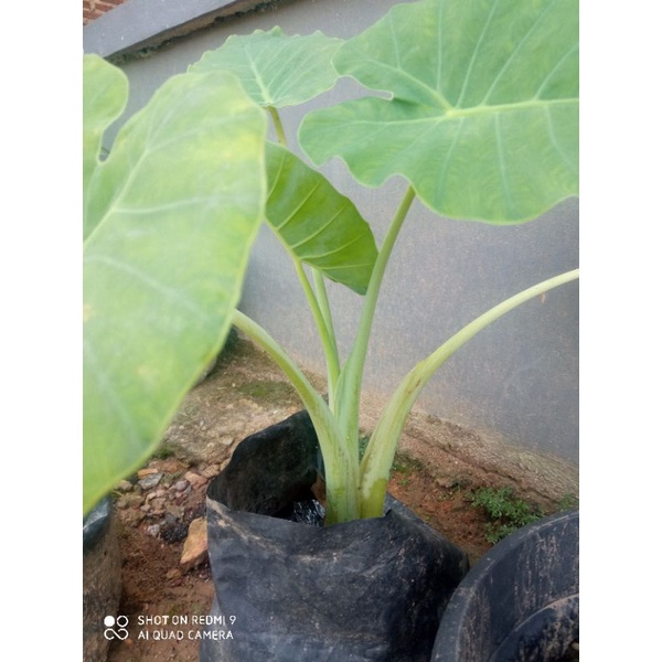 bibit talas kemumu, talas sayur