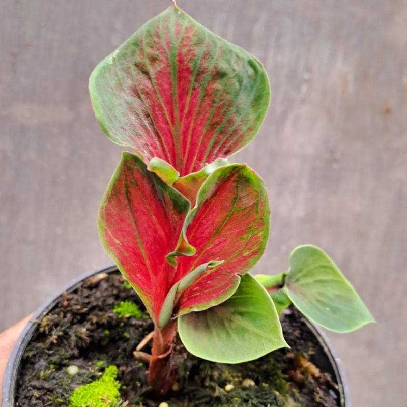 Caladium Vincent/ bunga keladi / tanaman hias keladi murah / tanaman keladi hidup / caladium thailan