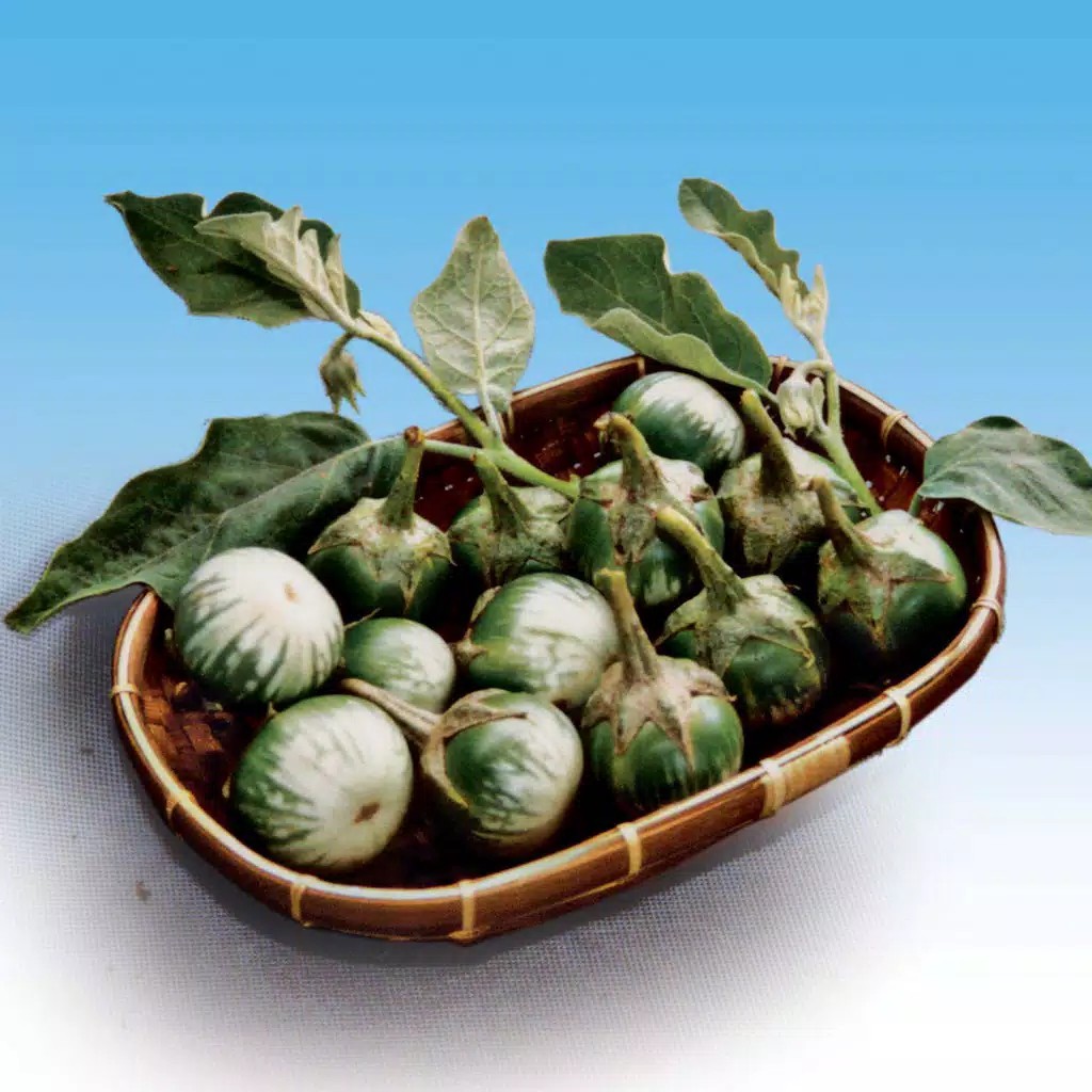 Benih Terong Lalap hijau Jeno Panah Merah