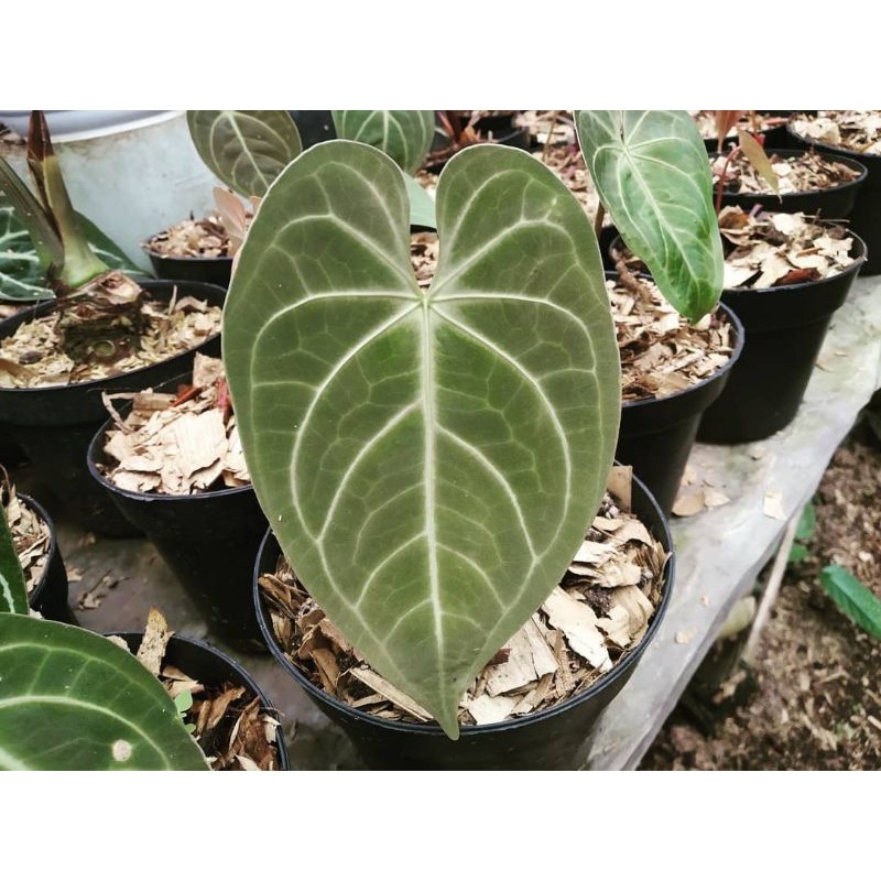 Anthurium Verde