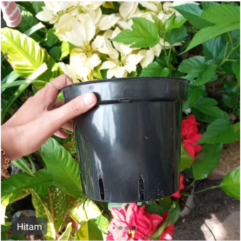 Pot anggrek 17, pot catlleya, pot anggrek bulan,putih