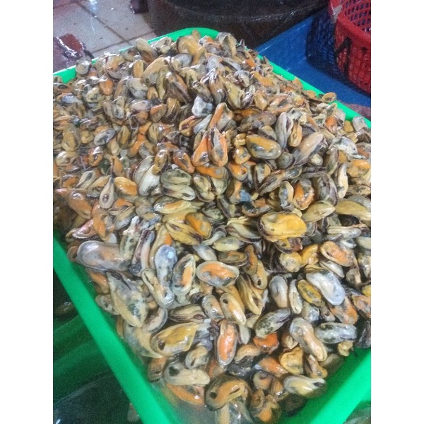 Kerang 250 gram 15.000