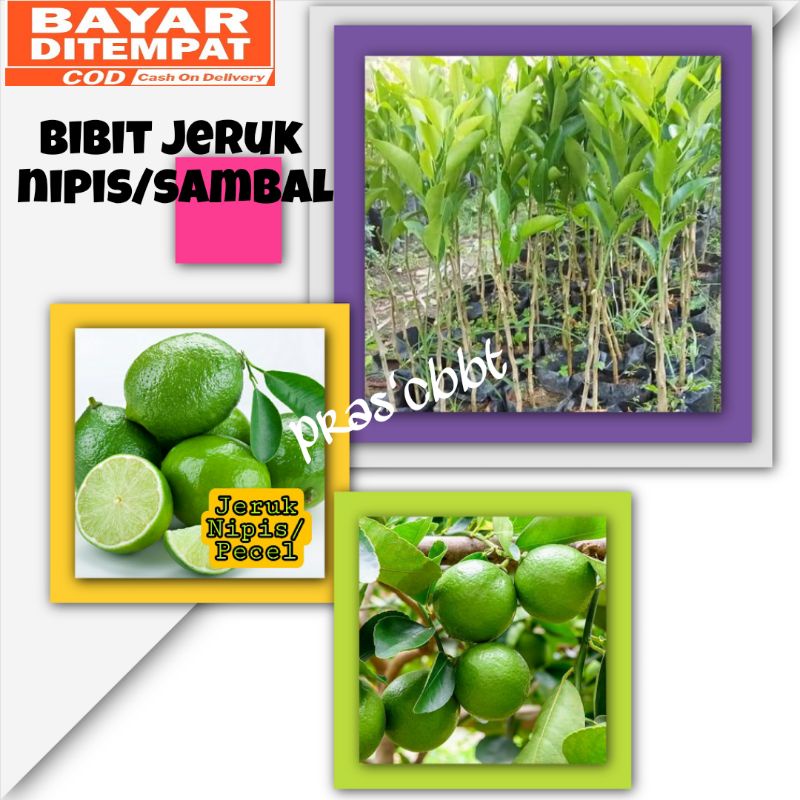 Bibit jeruk nipis hasil okulasi/stek cepat berbuah