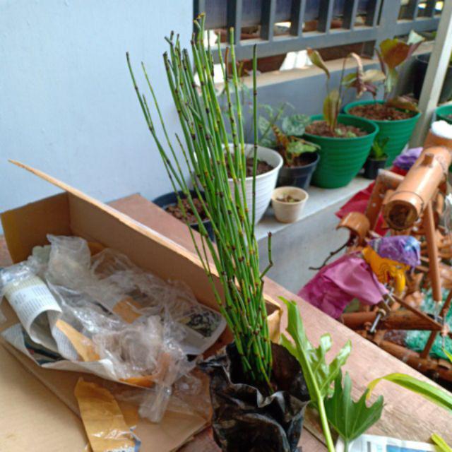 New Produck!! Tanaman Hias Bambu Air -air Lidi - Tanaman Hias Air Kolem Ikan/aquarium Dll