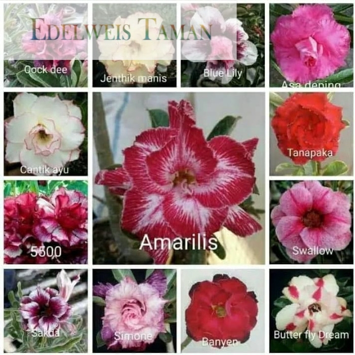 

NEW! Paket 13 bibit bunga kamboja adenium tumpuk EDELWEIS