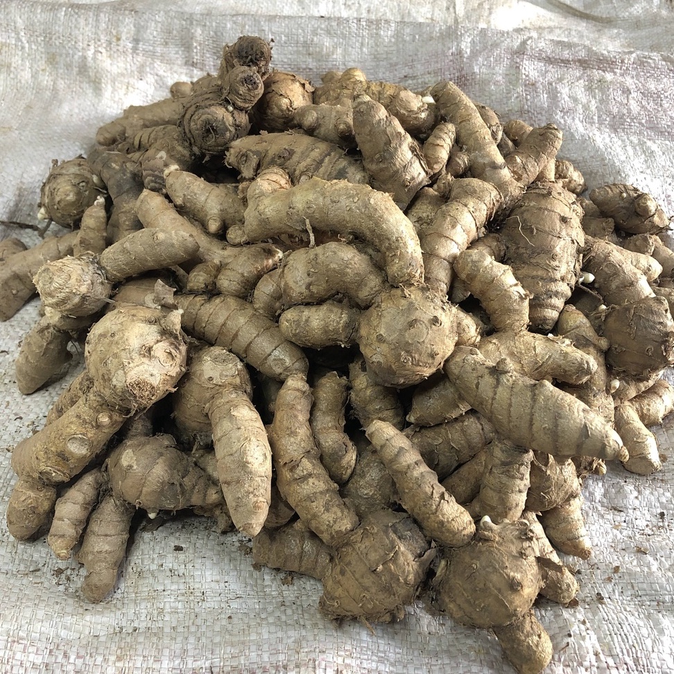 

Kunyit Putih Temu Putih 1 Kg Curcuma Zedoaria Segar Sruput Herbal